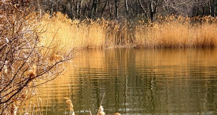 Serbian lake with reeds